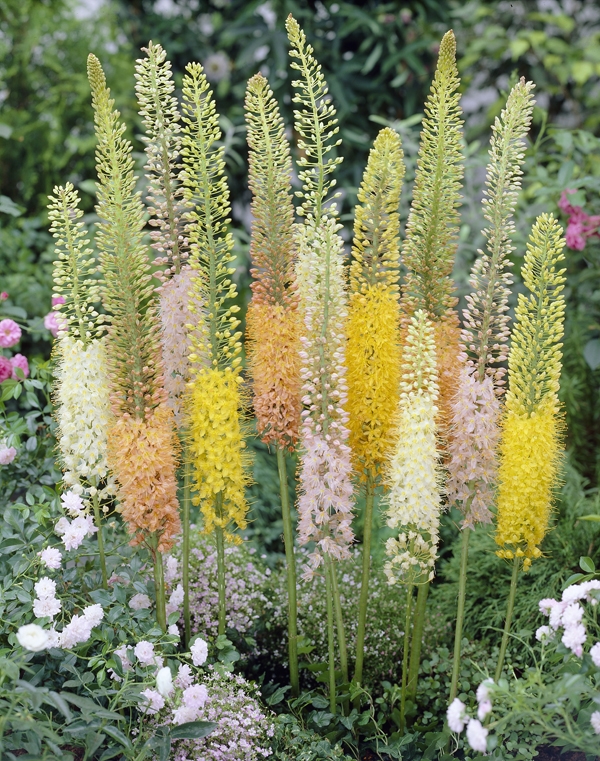 Eremurus