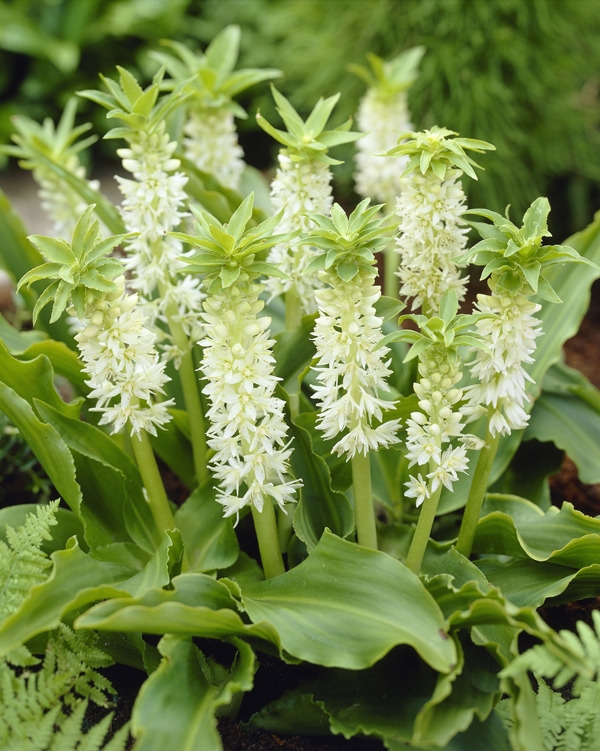 Eucomis