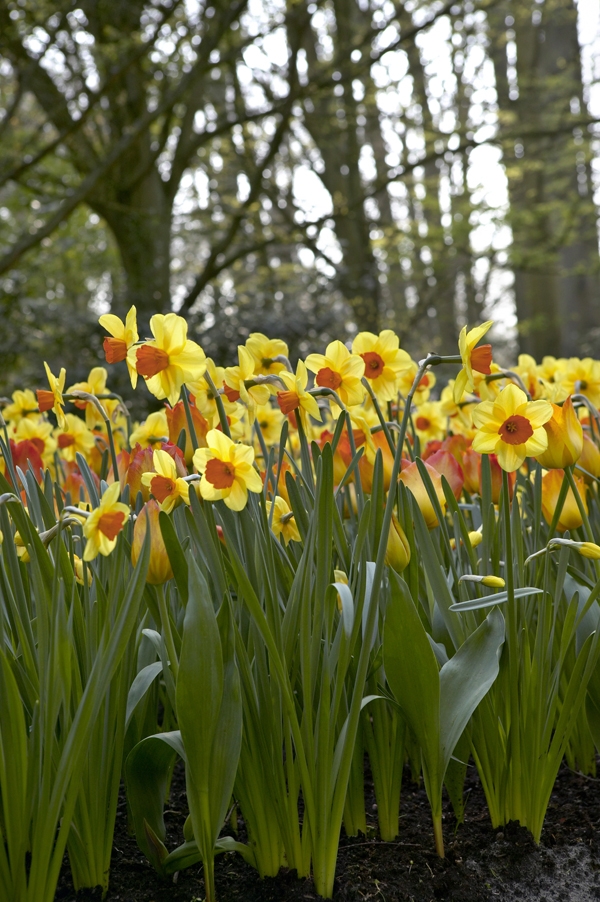 Image Gallery