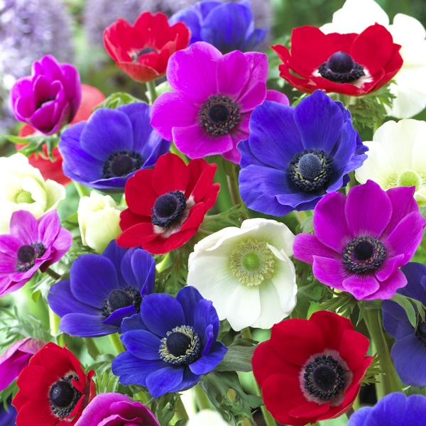 Image Gallery