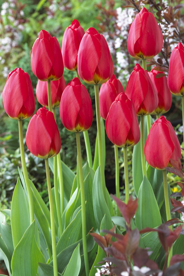 Image Gallery