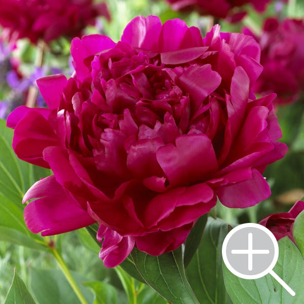 Paeonia - Peony