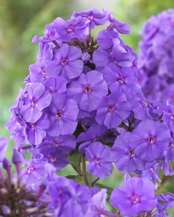 Phlox