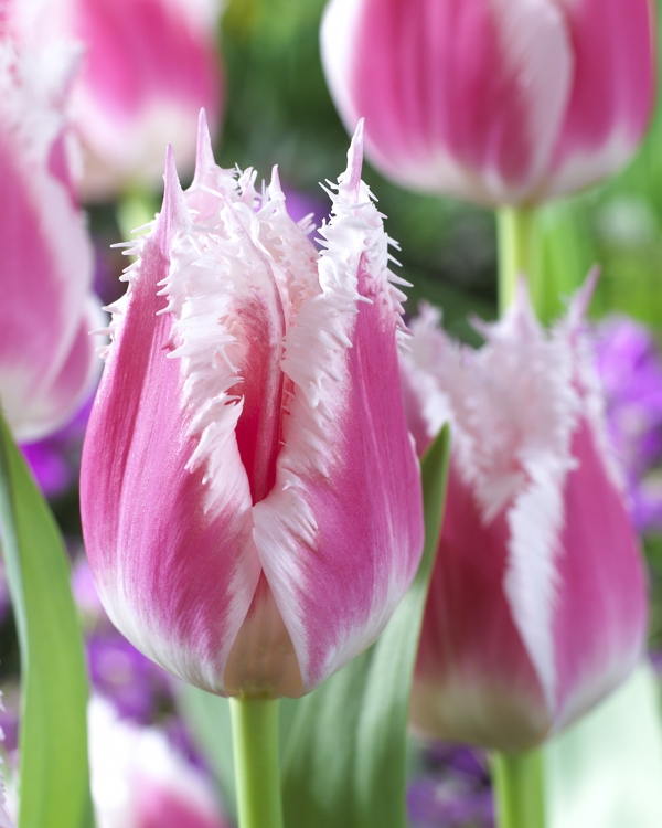 Image Gallery