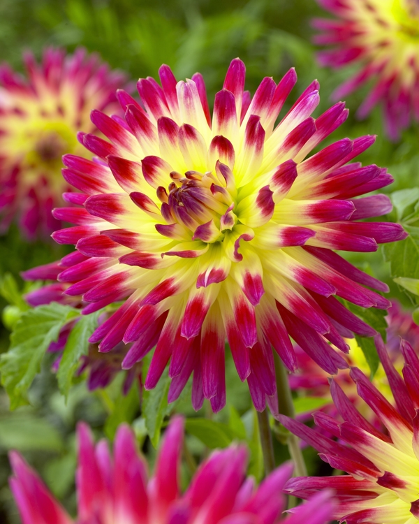 Image Gallery