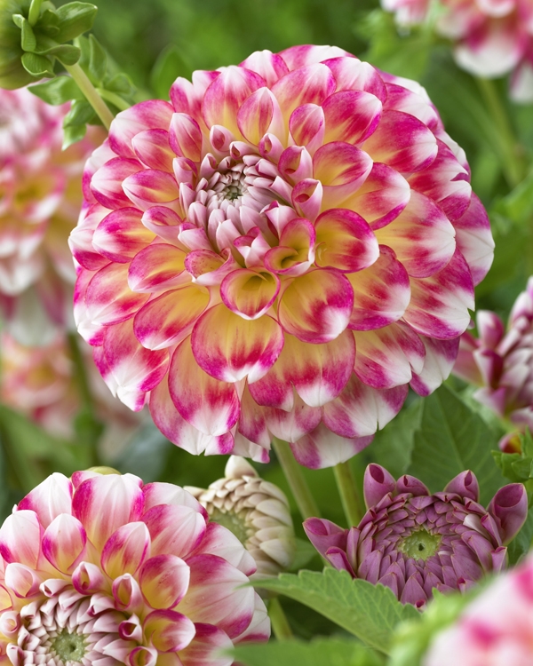 Image Gallery