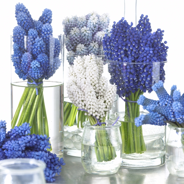 Image Gallery