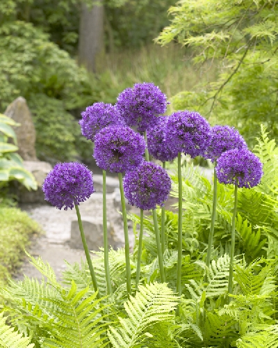 Image Gallery