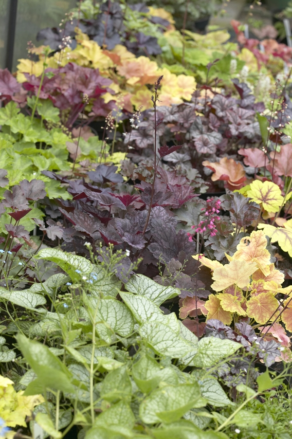 Heuchera