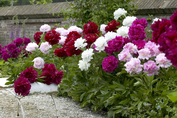 Image Gallery