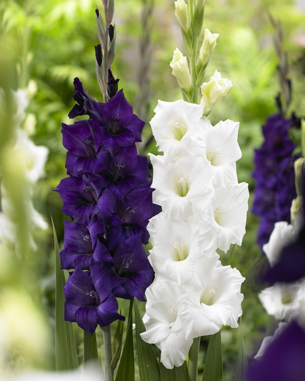 Image Gallery