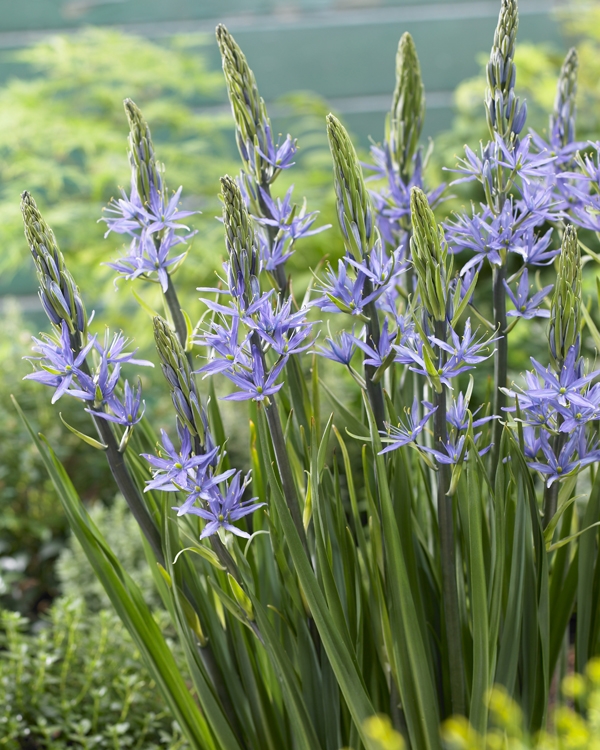 Camassia