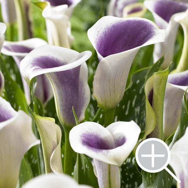 Calla Lilies - Zantedeschia