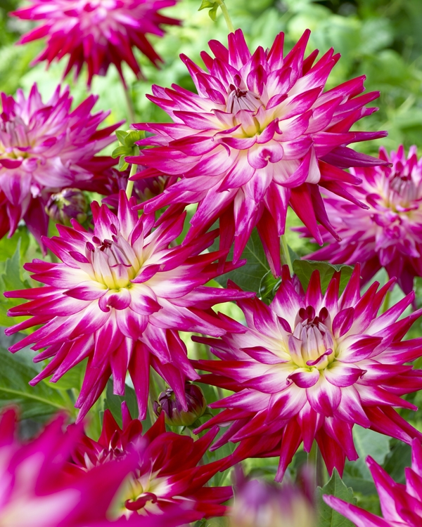 Image Gallery