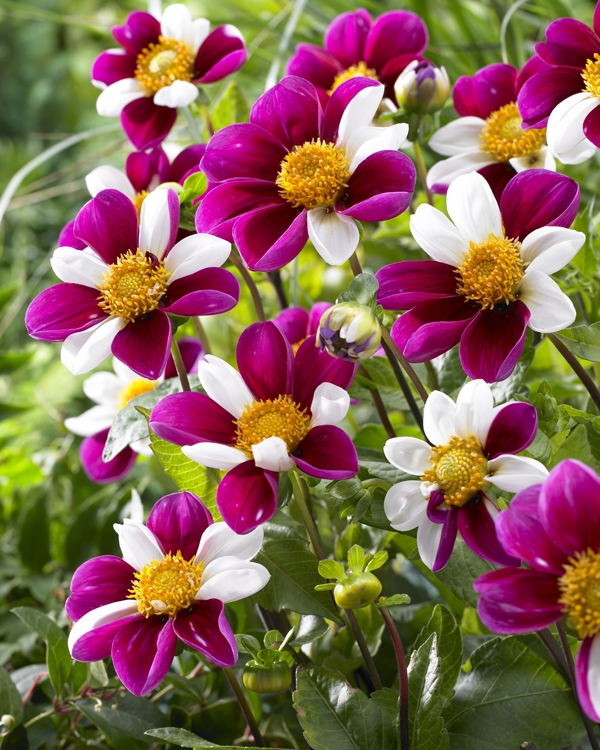 Image Gallery