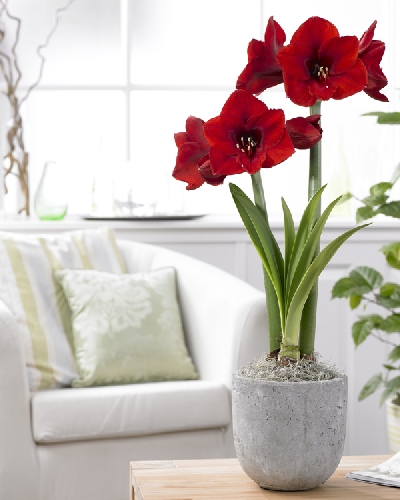 Image Gallery