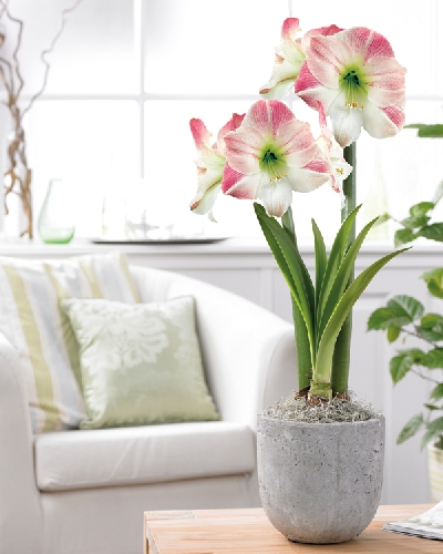 Image Gallery