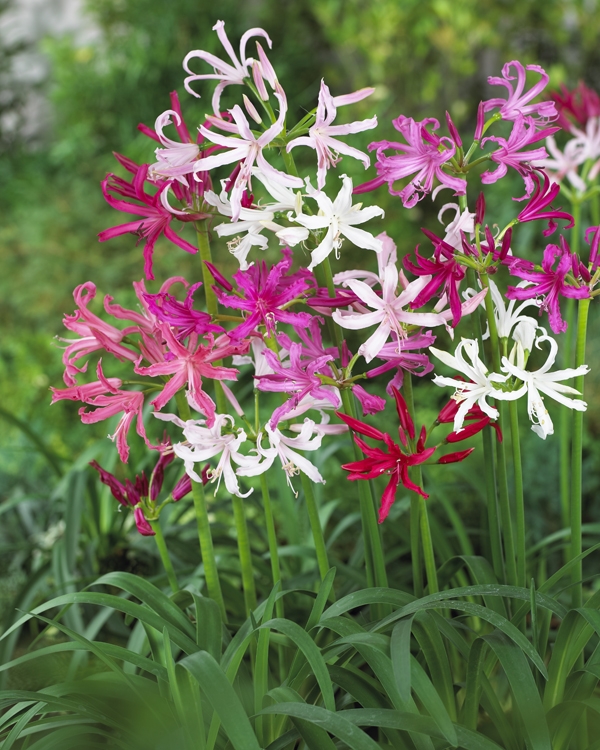 Nerine