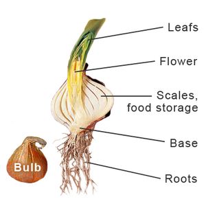 anatomy of a bulb