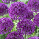 allium