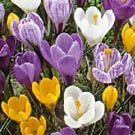 crocus