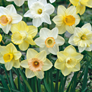 daffodils or narcissi