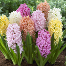 hyacinths