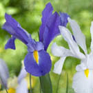 iris