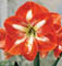 amaryllis