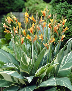 canna lilies