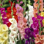 great cut flowers