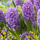 fragrant spring bulbs