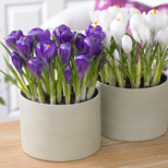 bulbs for patio containers