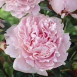 fragrant flowers