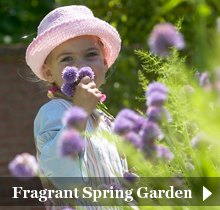 fragrant spring garden bulbs