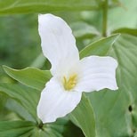 trillium
