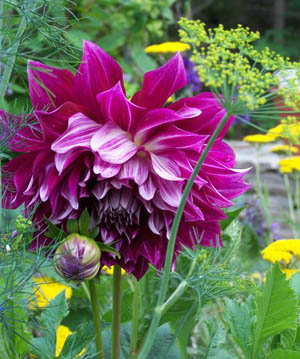winterizing summer-flowering bulbs