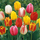 Tulipa - Tulip