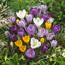 Crocus