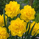 Narcissus - Daffodil