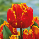 Tulipa - Tulip
