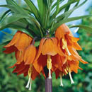 Fritillaria imperialis