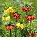 Fritillaria imperialis