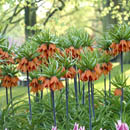 Fritillaria imperialis