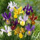 Iris hollandica - Dutch Iris