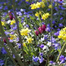 Anemone blanda
