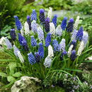 Muscari