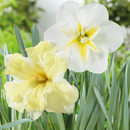 Narcissus - Daffodil