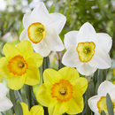 Narcissus - Daffodil
