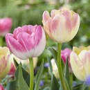 Tulipa - Tulip